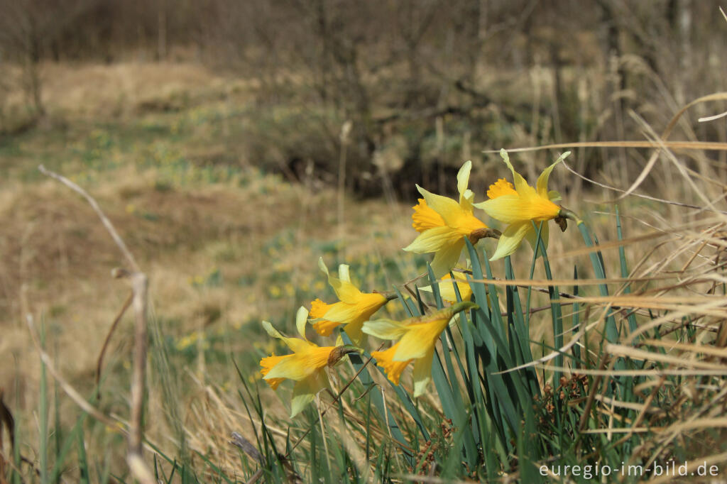 Detailansicht von Narzissenblüte im Oleftal