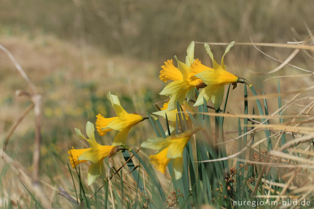 Detailansicht von Narzissenblüte im Oleftal