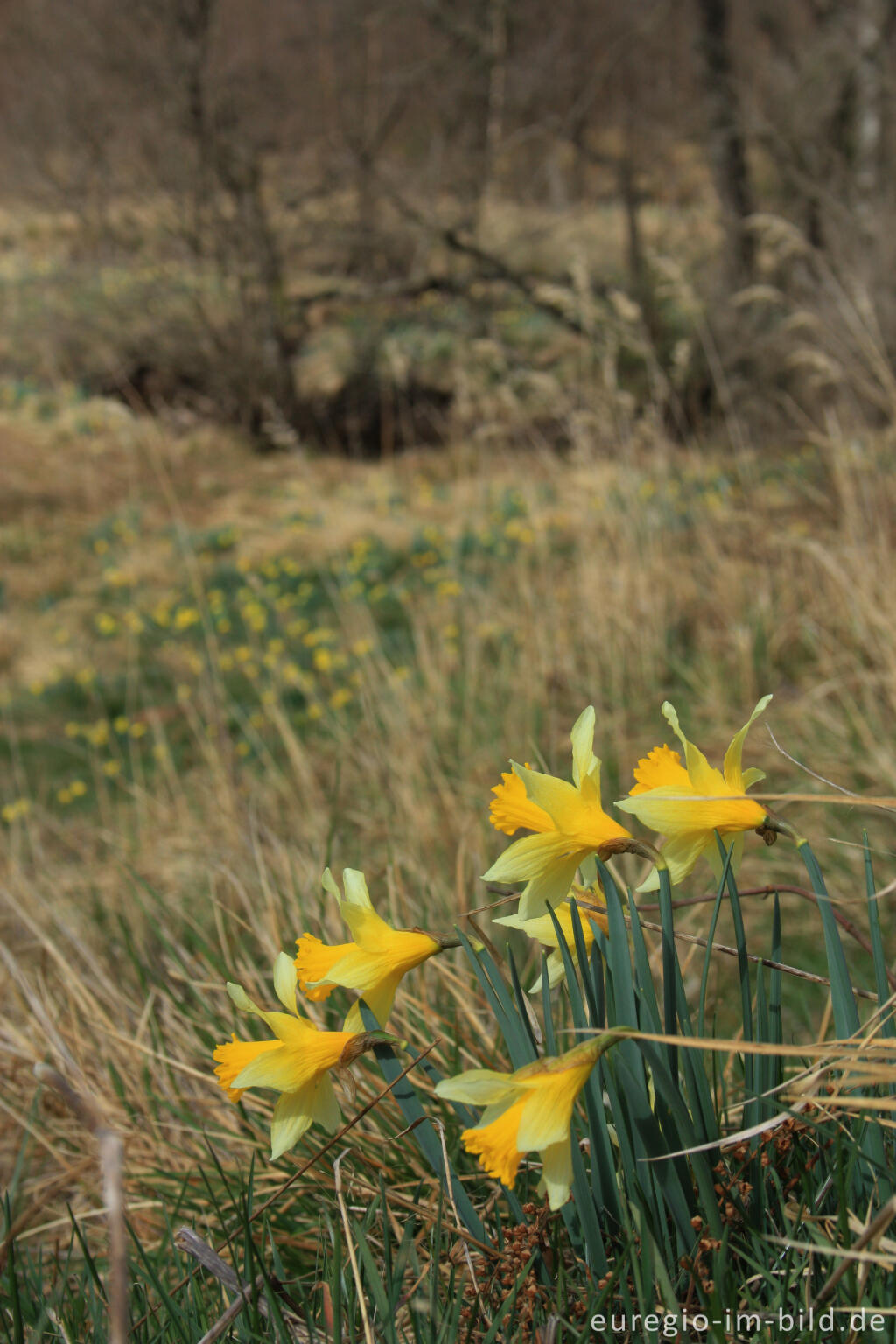 Narzissenblüte im Oleftal