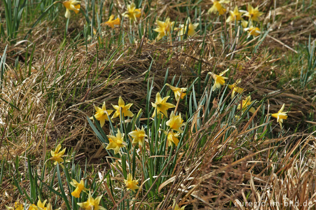 Detailansicht von Narzissenblüte im Oleftal