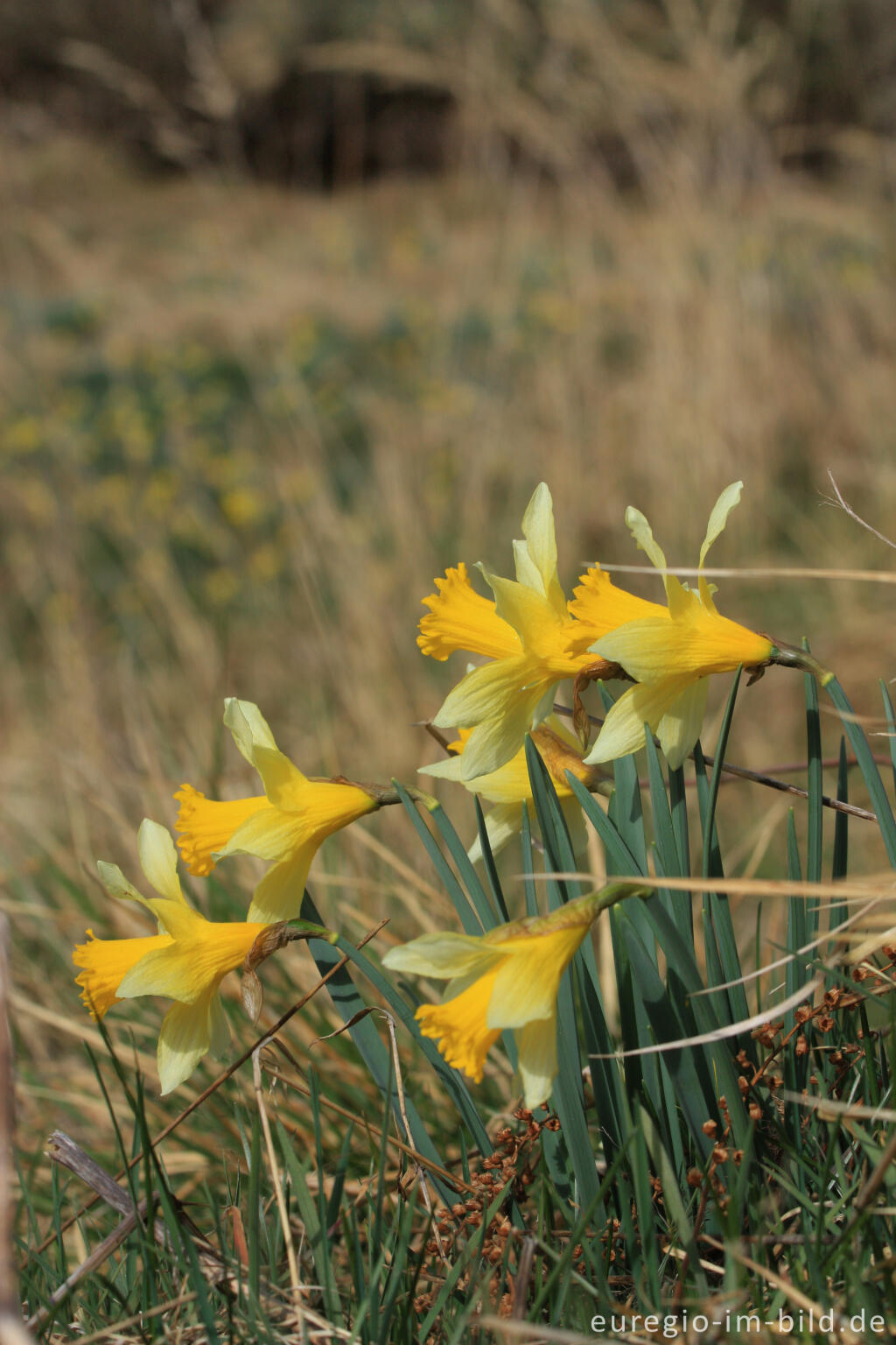 Detailansicht von Narzissenblüte im Oleftal