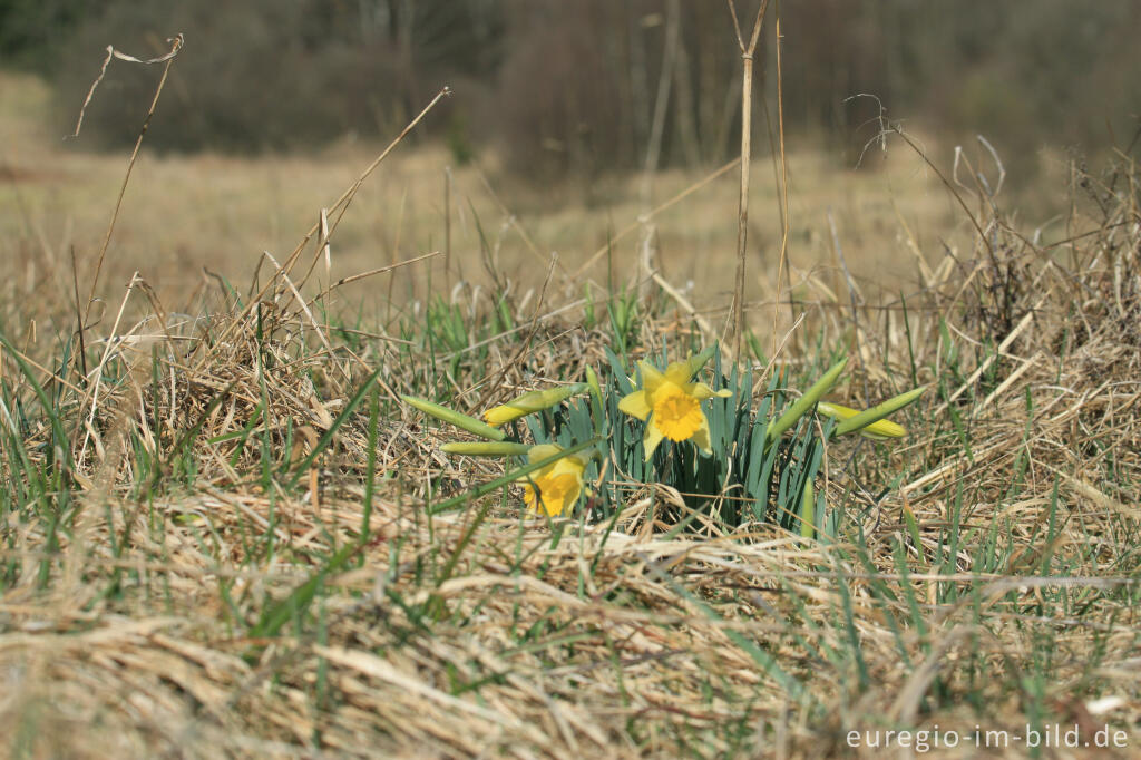 Detailansicht von Narzissenblüte im Oleftal