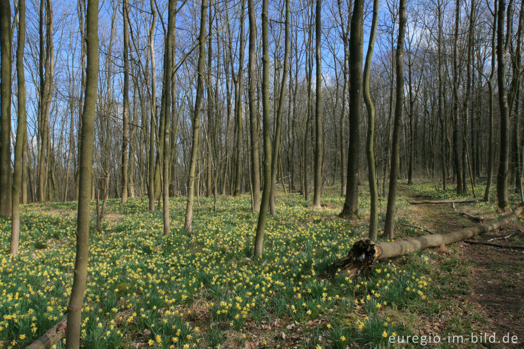 Detailansicht von Narzissenwald bei Kelmis