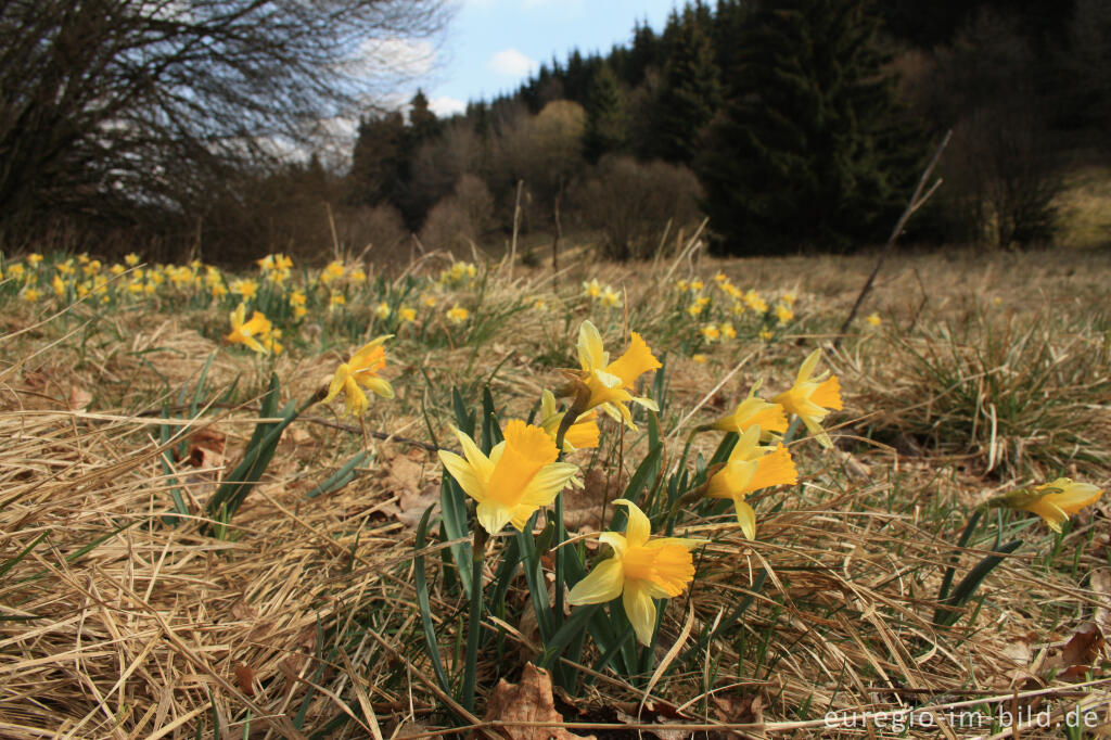 Detailansicht von Narzissenwiese im Fuhrtsbachtal in der Eifel