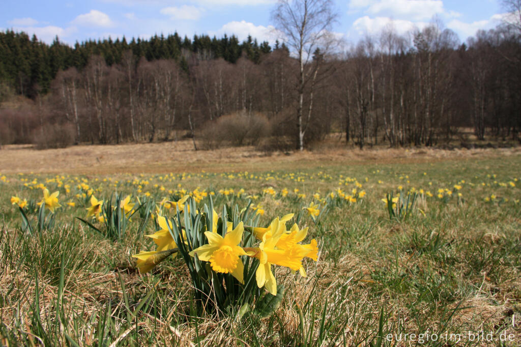 Detailansicht von  Narzissenwiese im Fuhrtsbachtal in der Eifel