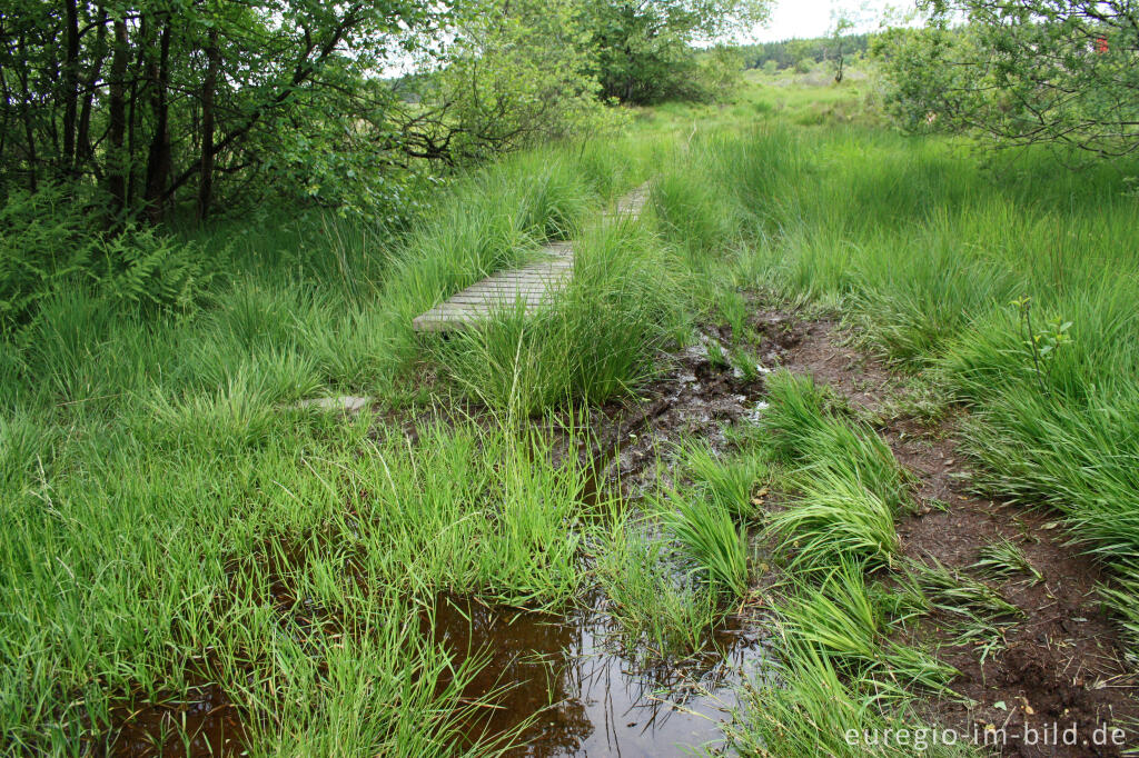 Detailansicht von Nasser Wanderweg im Hohen Venn bei Xhoffraix