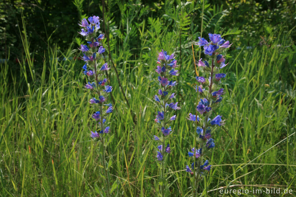 Detailansicht von Natternkopf, Echium vulgare