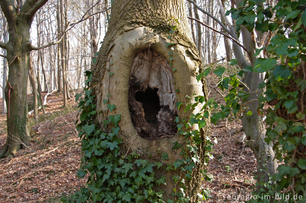 Detailansicht von Natürliche Baumhöhle