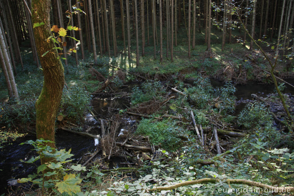 Detailansicht von Natürlicher Flusslauf im Salmtal mit umgestürzten Bäumen 