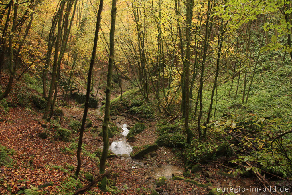 Detailansicht von Naturdenkmal Butzerbachtal, Südeifel