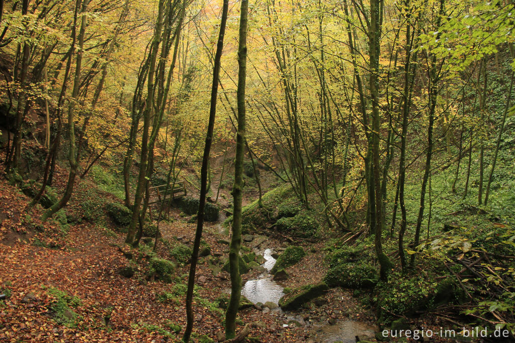 Detailansicht von Naturdenkmal Butzerbachtal, Südeifel