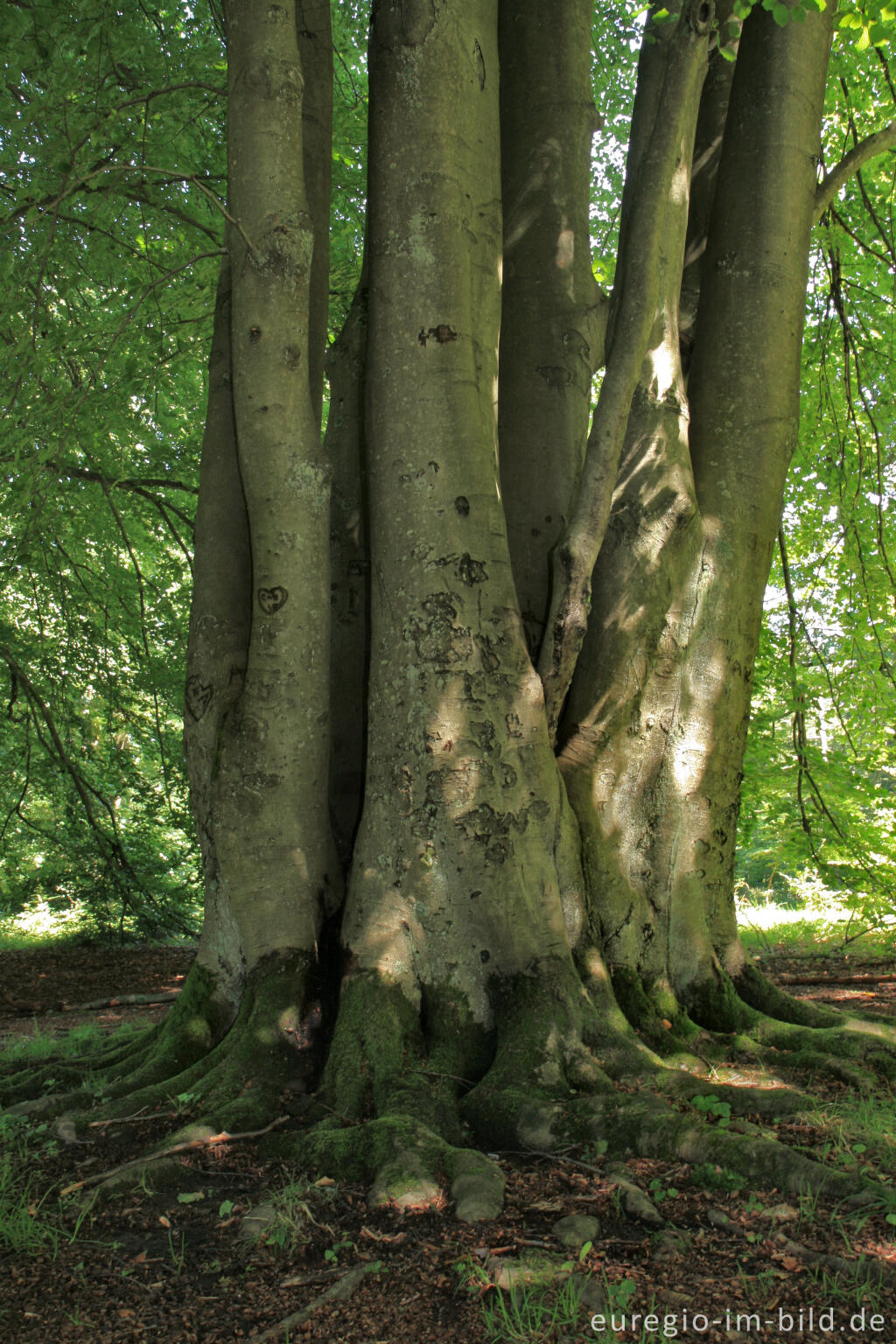 Detailansicht von Naturdenkmal Rakkesch bei Roetgen