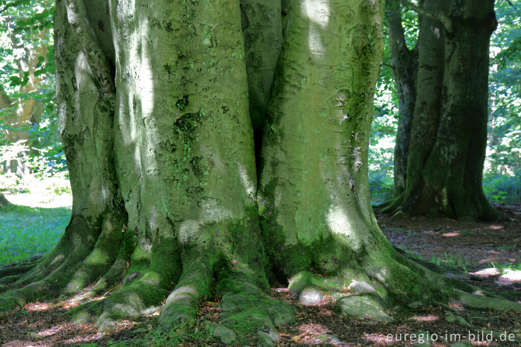 Detailansicht von Naturdenkmal Rakkesch bei Roetgen