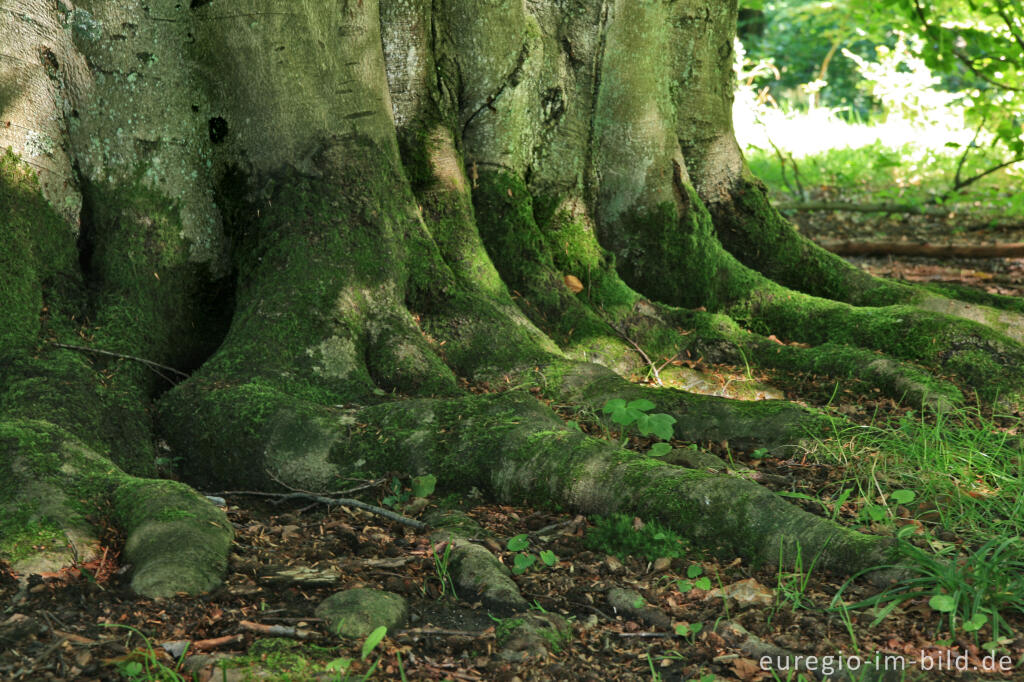 Detailansicht von Naturdenkmal Rakkesch bei Roetgen