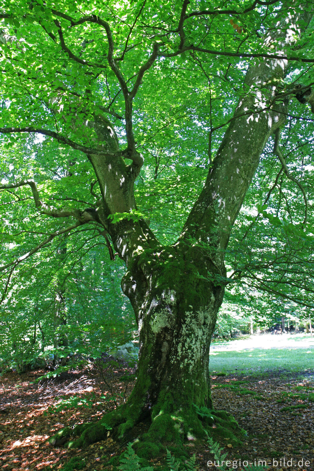 Detailansicht von Naturdenkmal Rakkesch bei Roetgen