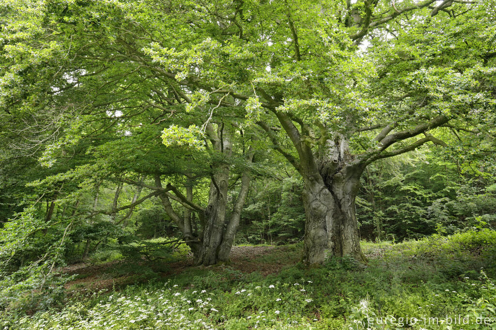 Detailansicht von Naturdenkmal Zwei Hudebuchen bei Gillenfeld