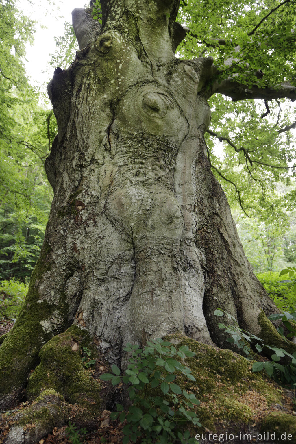 Detailansicht von Naturdenkmal Zwei Hudebuchen bei Gillenfeld