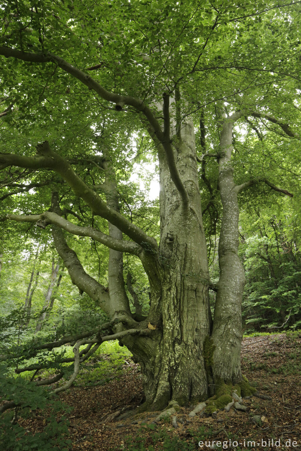 Detailansicht von Naturdenkmal Zwei Hudebuchen bei Gillenfeld