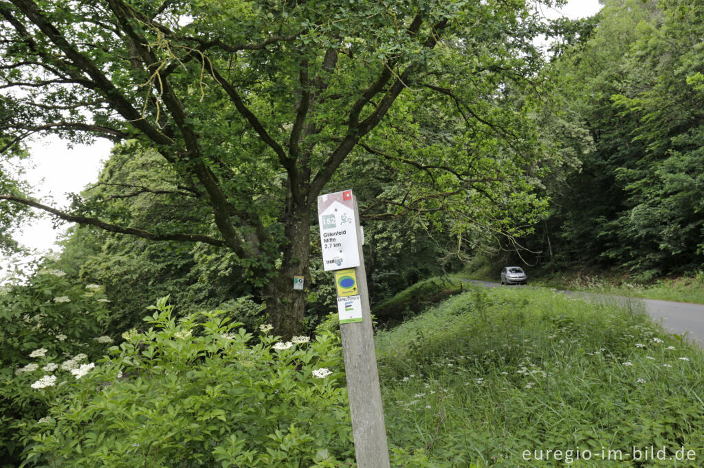 Detailansicht von Naturdenkmal Zwei Hudebuchen bei Gillenfeld