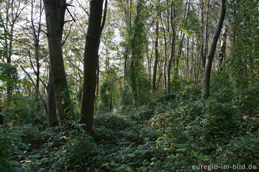 Detailansicht von Naturschutzgebiet Schneeberg