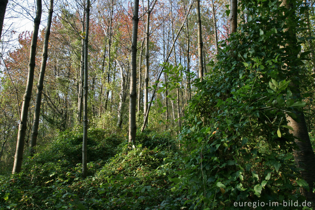 Detailansicht von Naturschutzgebiet Schneeberg