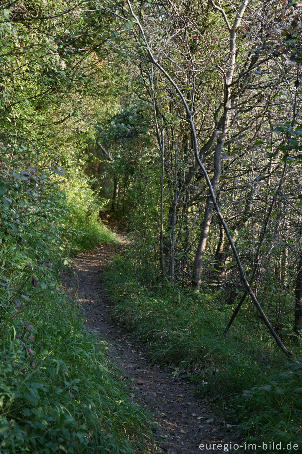 Detailansicht von Naturschutzgebiet Schneeberg