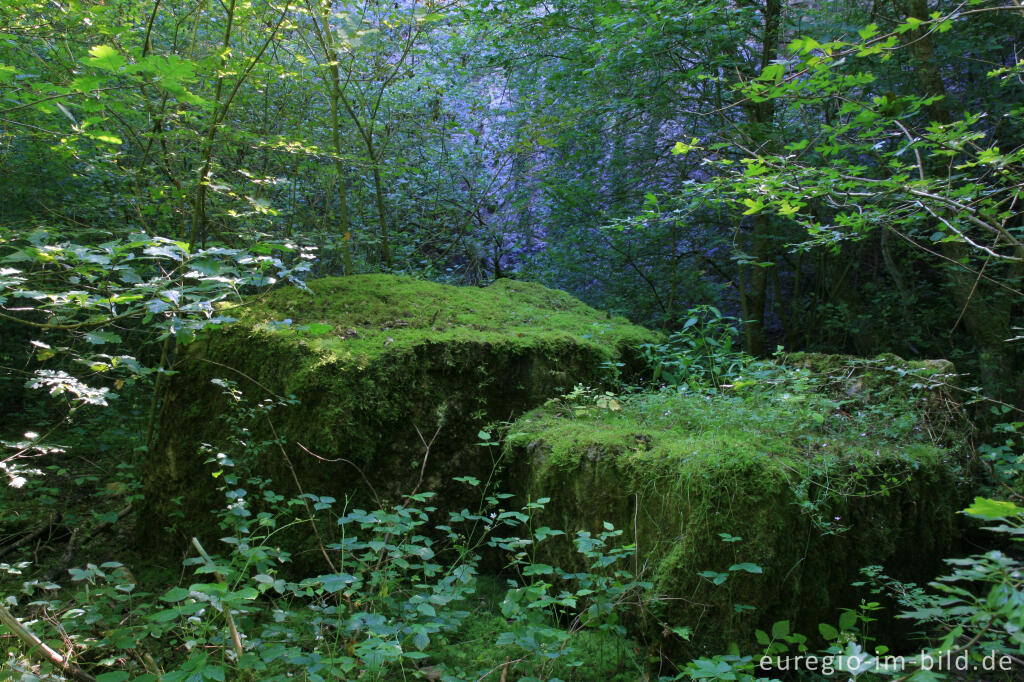 Naturschutzgebiet Schomet, Breinig