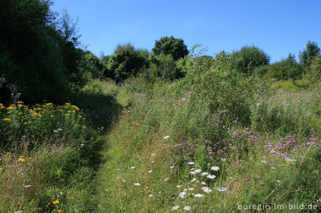 Detailansicht von Naturschutzgebiet Schomet, Breinig