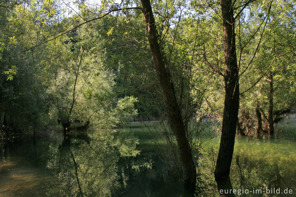 Detailansicht von Naturschutzgebiet Schomet, Breinig