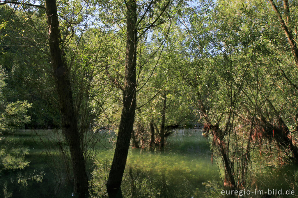 Detailansicht von Naturschutzgebiet Schomet, Breinig