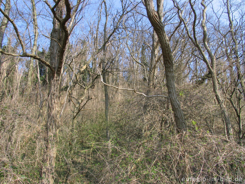 Detailansicht von Naturwald im Wurmtal zwischen Alte Mühle und Pumpermühle, Würselen