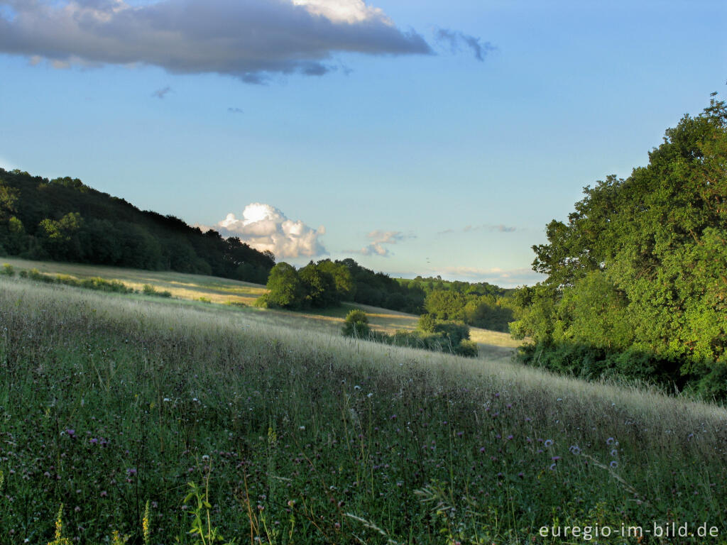 Detailansicht von Naturwiese bei Eys, Abendstimmung