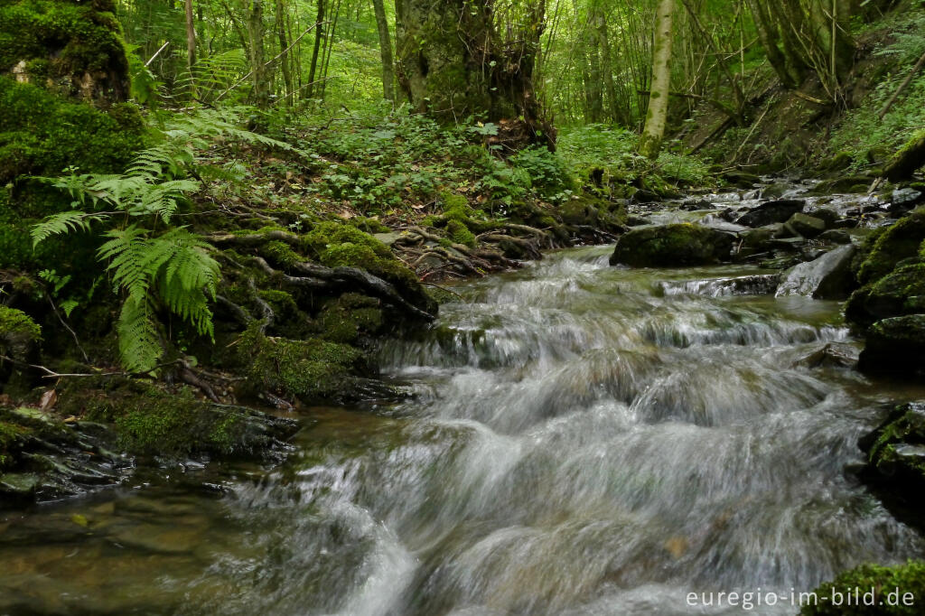 Detailansicht von Nebenfluss der Our zwischen Tintesmühle und Dasburg