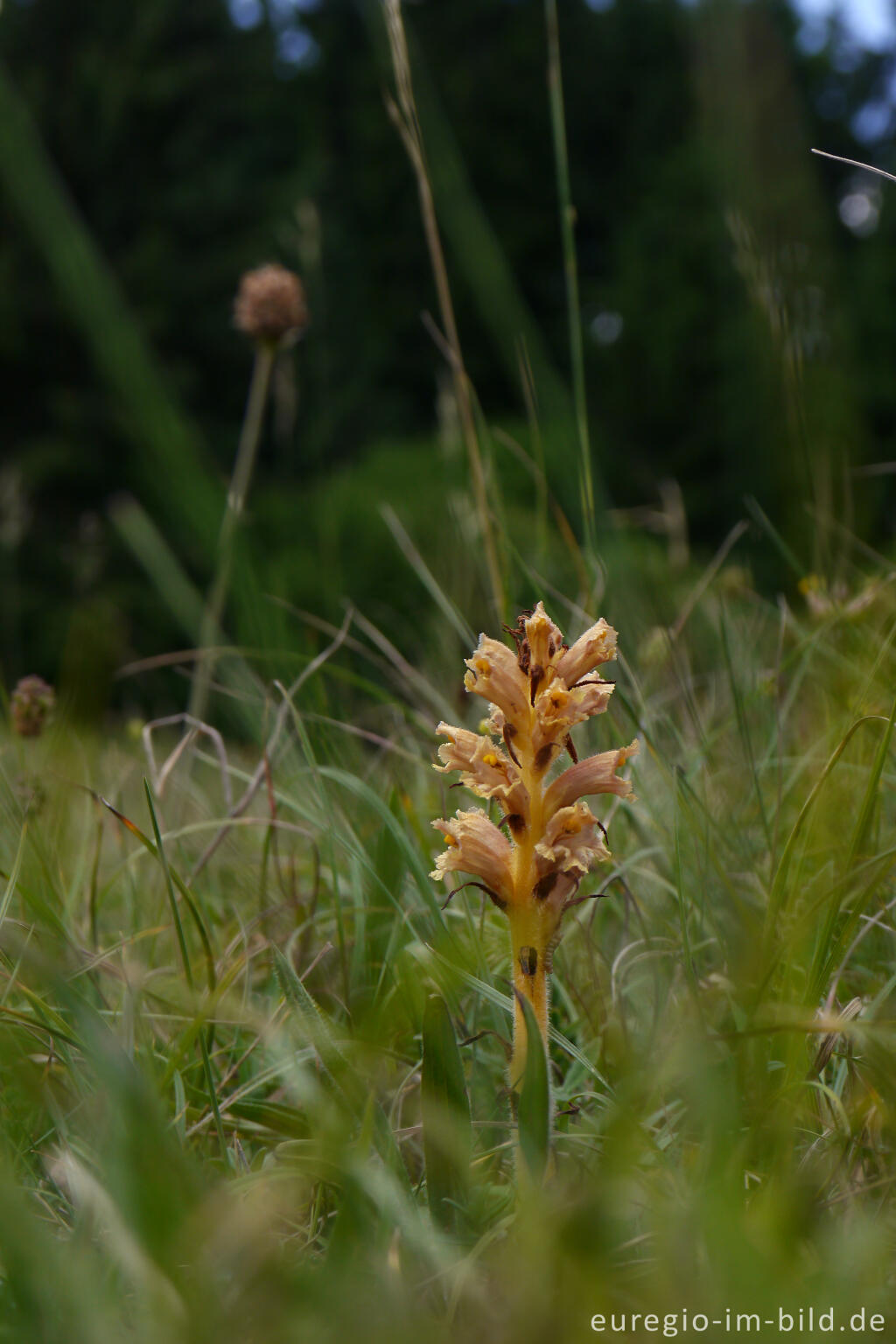 Detailansicht von Nelken-Sommerwurz (Orobanche caryophyllacea), NSG Seidenbachtal und Froschberg