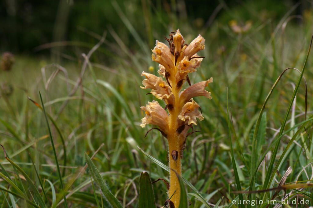 Detailansicht von Nelken-Sommerwurz (Orobanche caryophyllacea), NSG Seidenbachtal und Froschberg