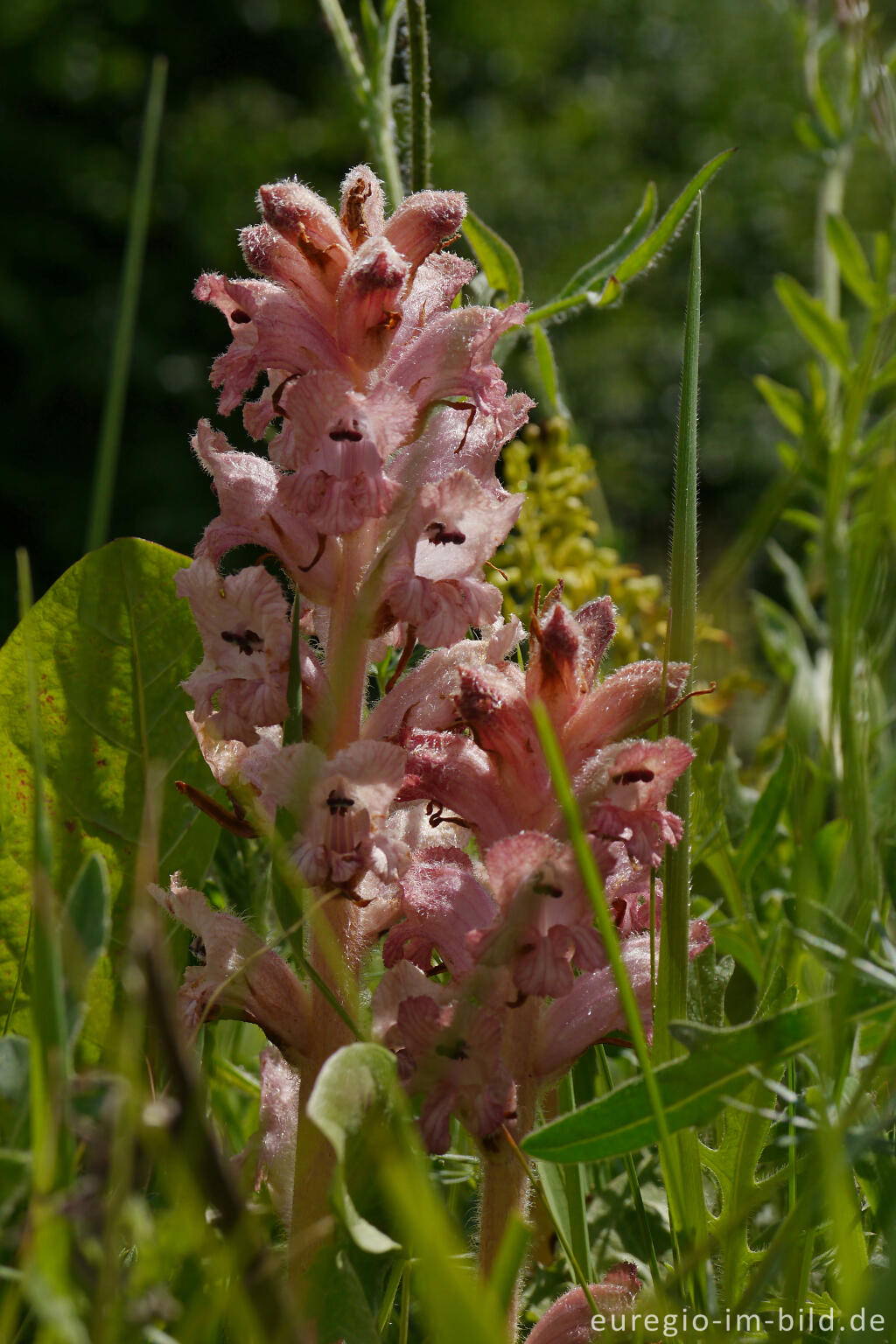 Detailansicht von Nelken-Sommerwurz (Orobanche caryophyllacea), NSG Seidenbachtal und Froschberg