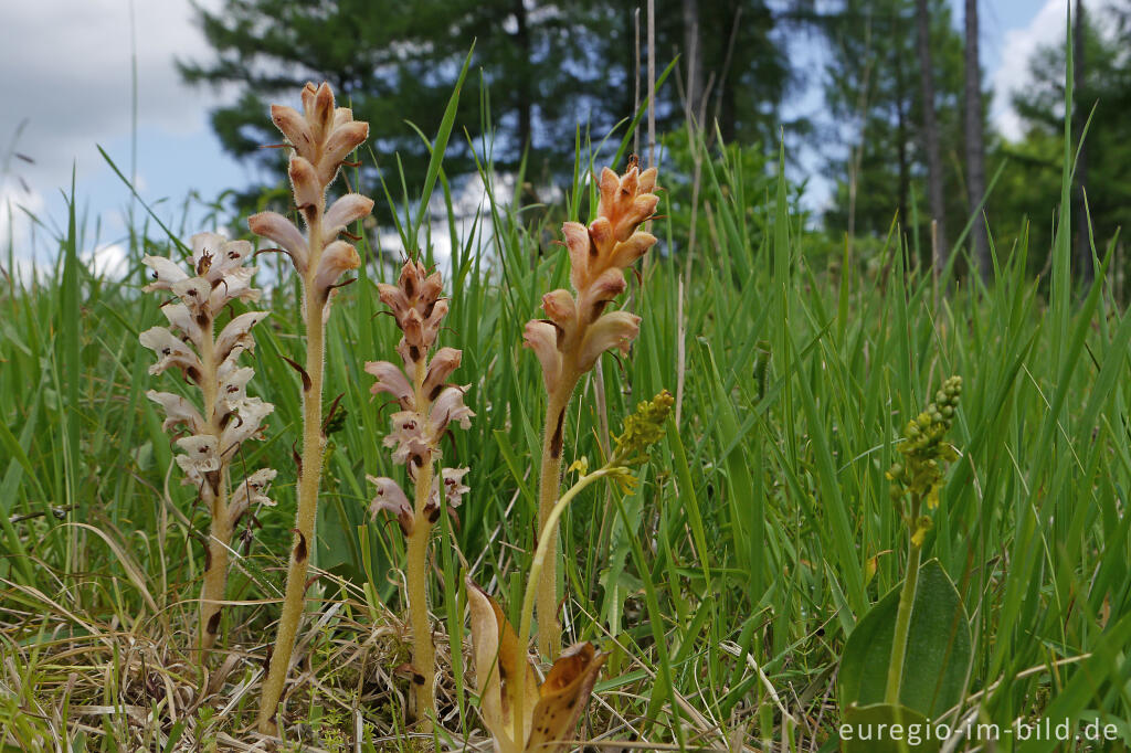 Detailansicht von Nelken-Sommerwurz (Orobanche caryophyllacea), NSG Seidenbachtal und Froschberg