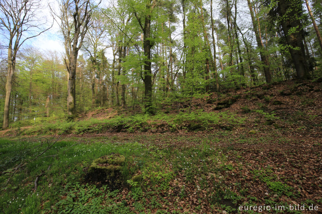 Detailansicht von Niederburg, Tanzkyllplatz und Tanzkyllbuchen auf dem Ferschweiler Plateau