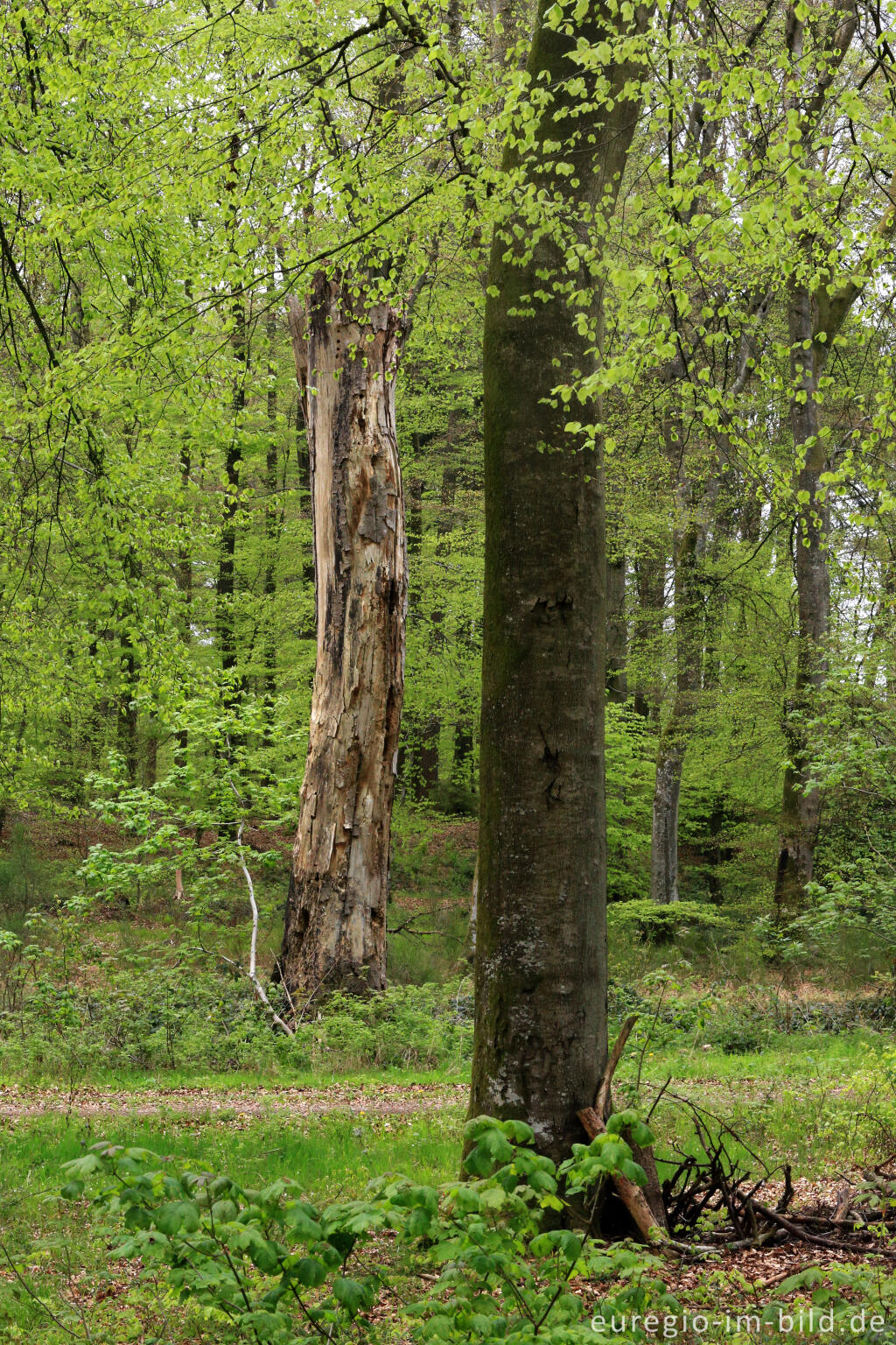 Detailansicht von Niederburg, Tanzkyllplatz und Tanzkyllbuchen auf dem Ferschweiler Plateau