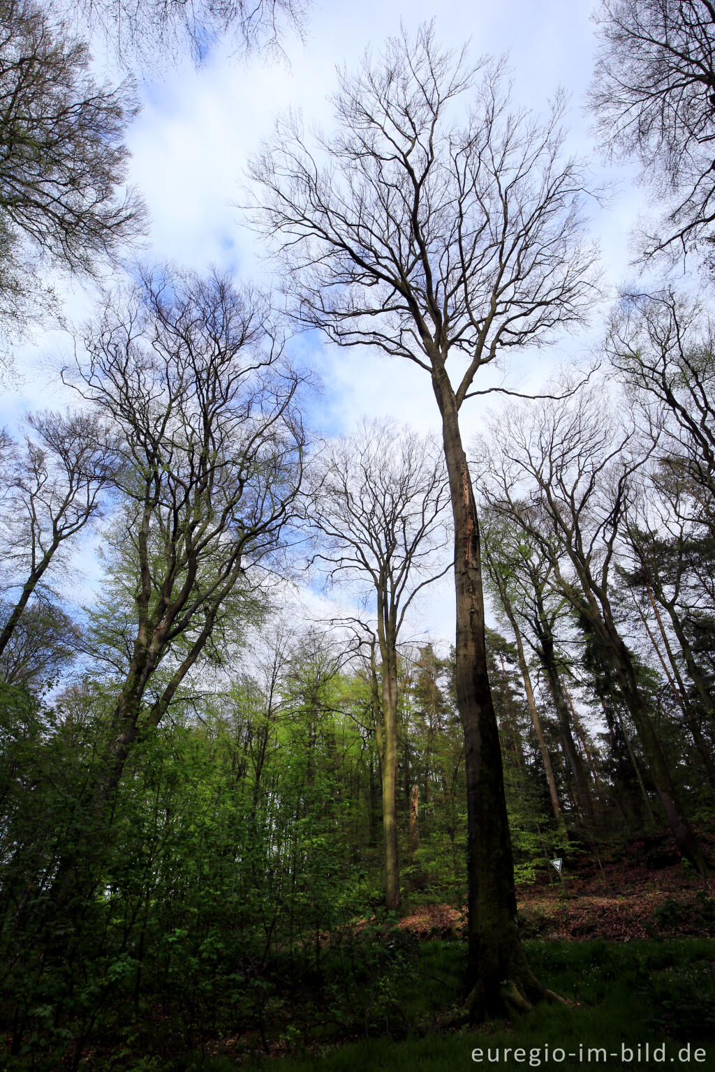 Detailansicht von Niederburg, Tanzkyllplatz und Tanzkyllbuchen auf dem Ferschweiler Plateau