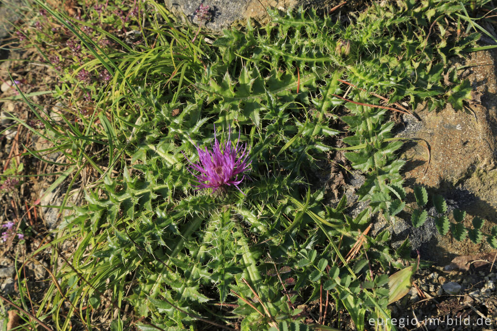 Detailansicht von Niedrig wachsende Distel auf dem Schlangenberg bei Breinig