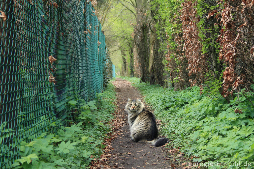 Detailansicht von Norwegische Waldkatze auf der "Via Gulia"