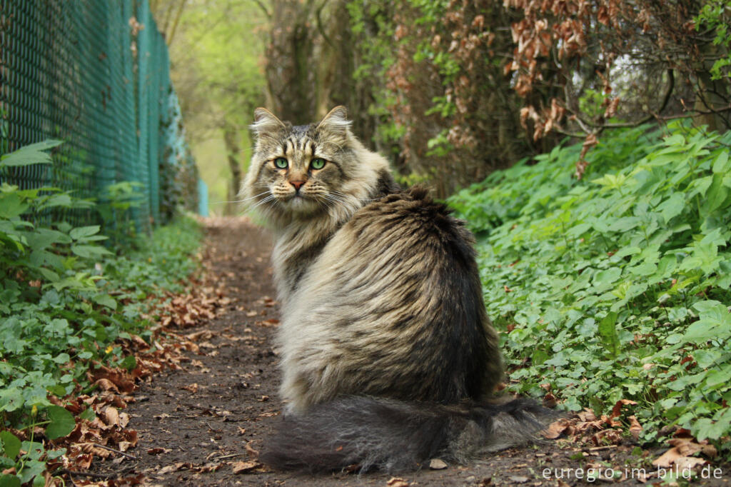 Detailansicht von Norwegische Waldkatze auf der "Via Gulia"