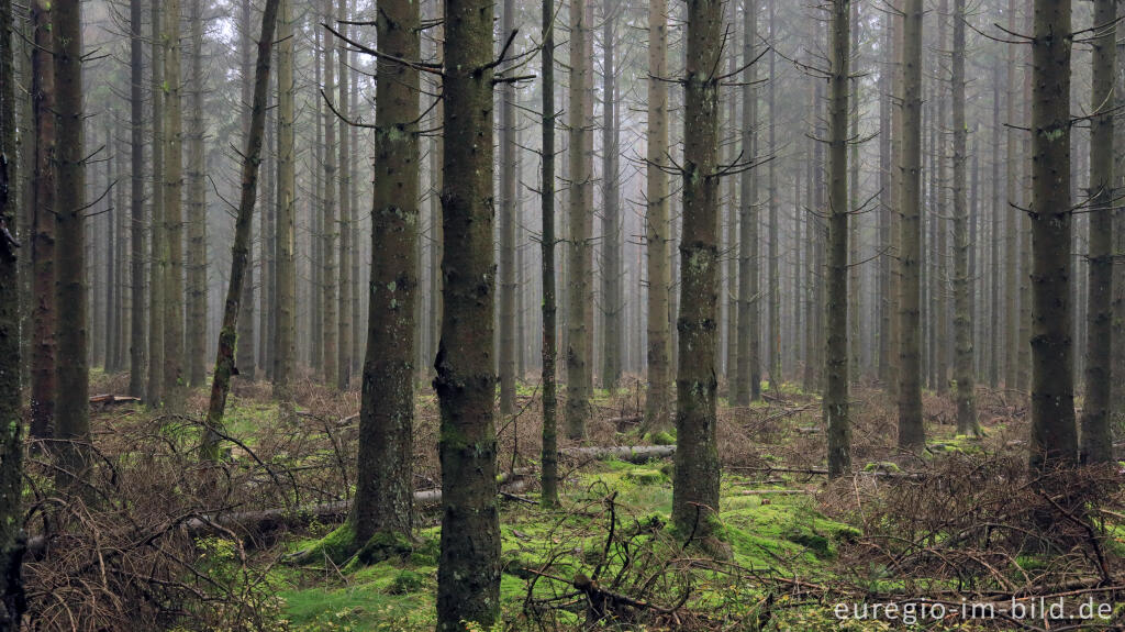 November im Lonlou-Venn (Fagne de Lonlou)