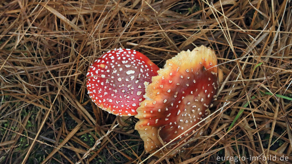 Detailansicht von November im Lonlou-Venn (Fagne de Lonlou)