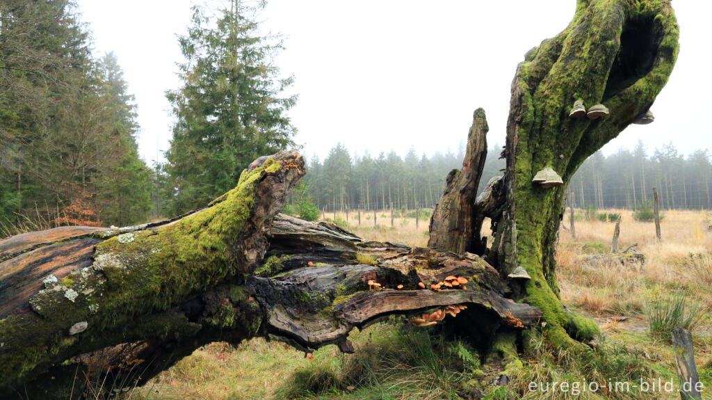 Detailansicht von November im Lonlou-Venn (Fagne de Lonlou)