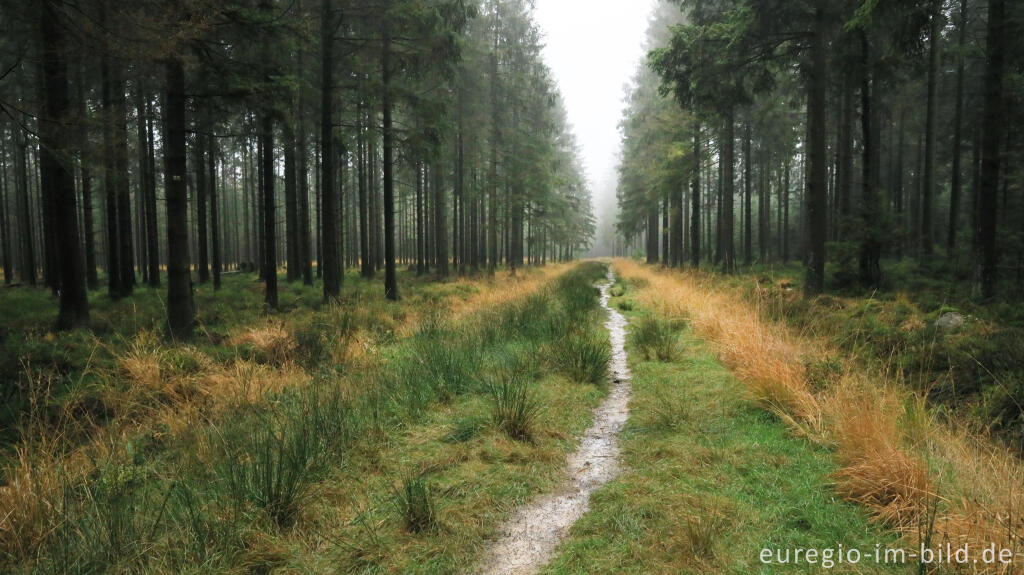 Detailansicht von November im Lonlou-Venn (Fagne de Lonlou)