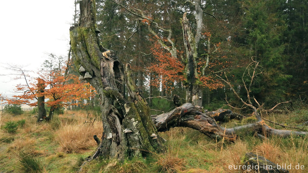 Detailansicht von November im Lonlou-Venn (Fagne de Lonlou)