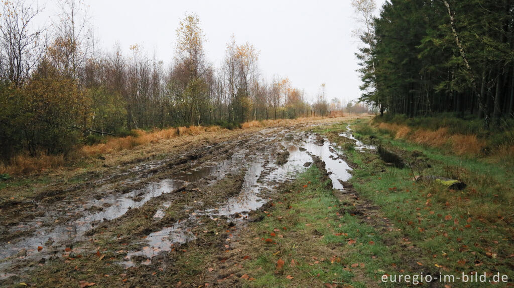 Detailansicht von November im Lonlou-Venn (Fagne de Lonlou)