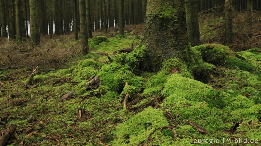 Detailansicht von November im Lonlou-Venn (Fagne de Lonlou)